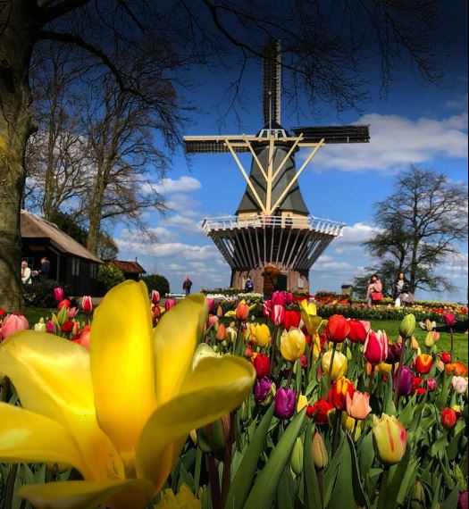 Tulips, Windmills, Canals and Medieval Architecture to be Discovered while Cruising in The Netherlands and Belgium